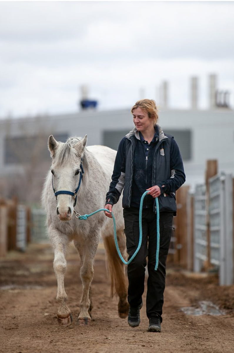 Dr. Nathalie Reisbig leading a horse for a clinical examination.