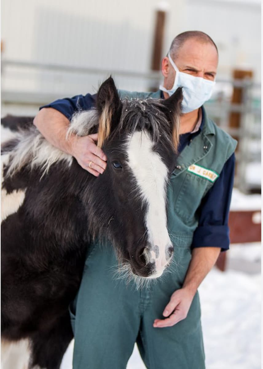 Prof. Dr. J. Carmalt, wearing a face mask, examining a young foal.