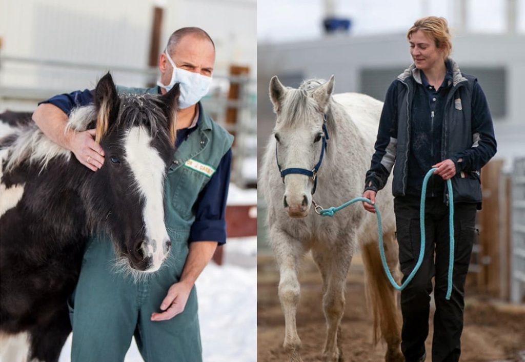 Group photo: On the left, Prof. Dr. James Carmalt with a foal and on the right, Dr. Nathalie Reisbig conducting a clinical examination of a horse.